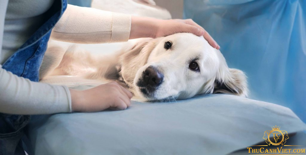 Chó sau khi triệt sản: Chăm sóc thế nào cho đúng