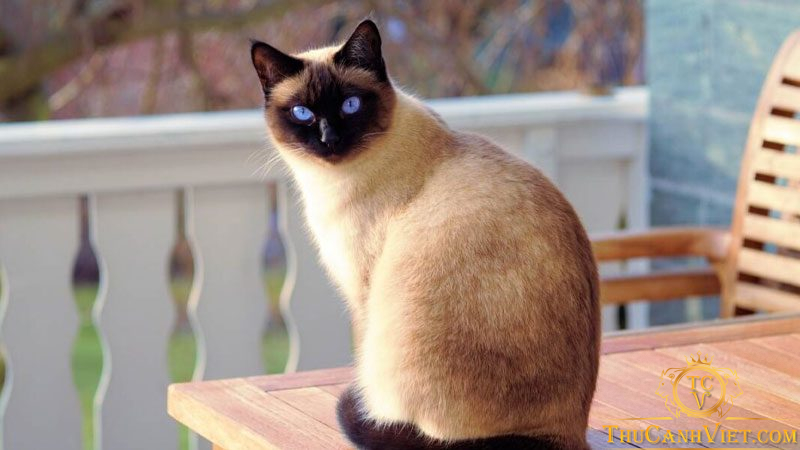 Giống mèo Xiêm - nguồn gốc, đặc điểm tính cách và cách chăm sóc
