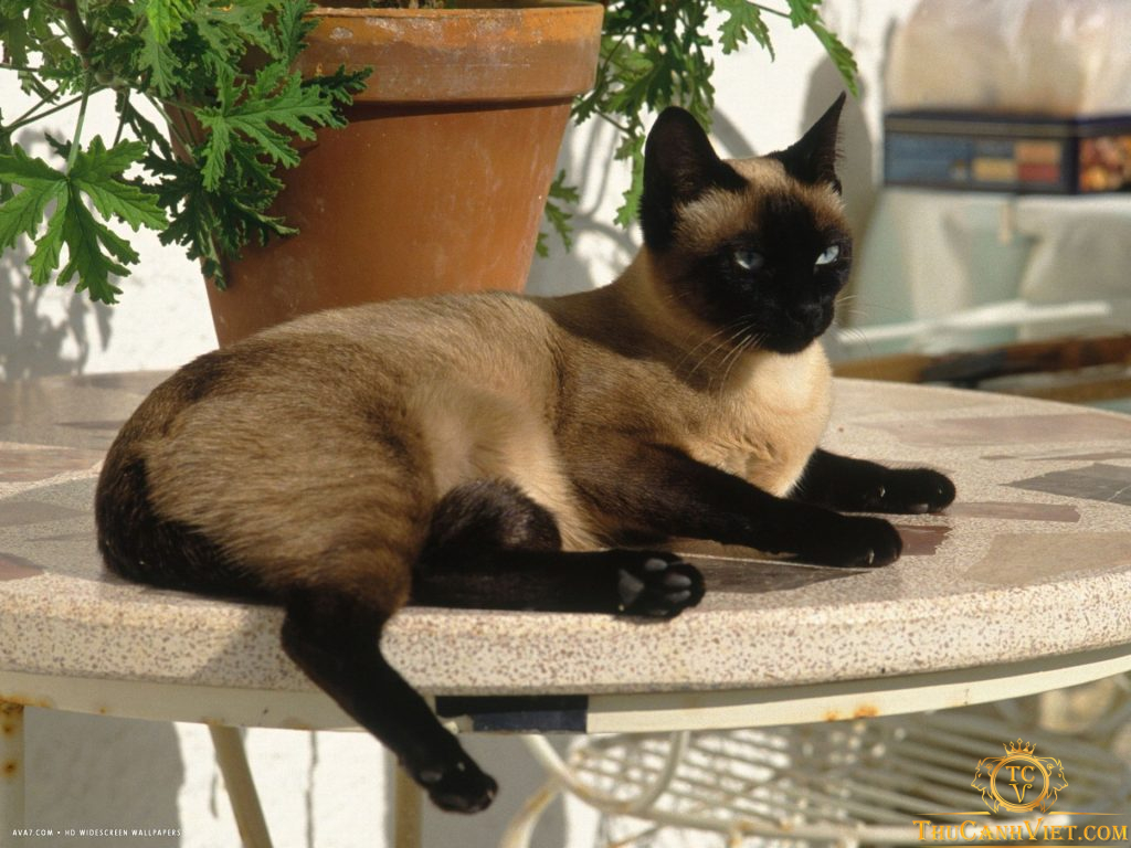 Giống mèo Xiêm - nguồn gốc, đặc điểm tính cách và cách chăm sóc