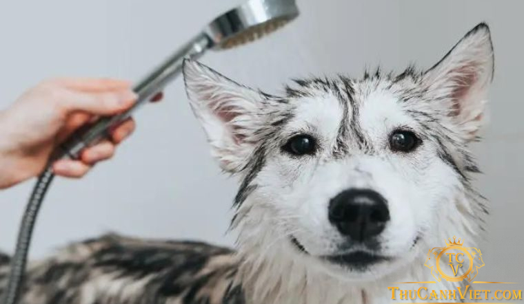 Hướng dẫn cách tắm cho chó Husky sạch sẽ, khử sạch mùi hôi