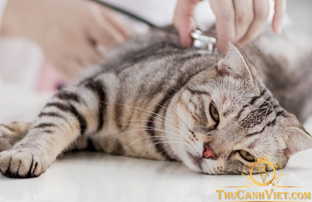Tìm hiểu các bệnh ngoài da của mèo và cách phòng tránh