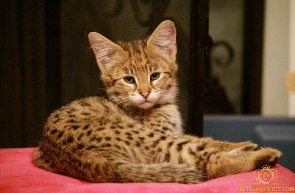 Cùng tìm hiểu về giống mèo Ashera - giống mèo đắt nhất thế giới