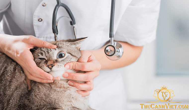 Các bệnh thường gặp ở mèo cần ghi nhớ khi nuôi mèo