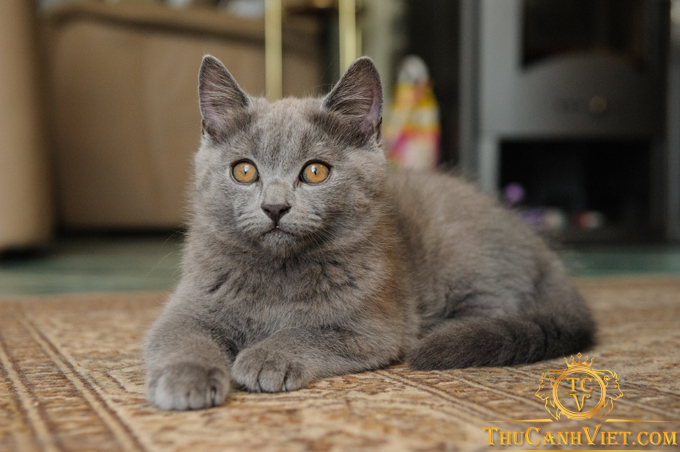Tìm hiểu về giống mèo Chartreux - Vẻ đẹp và tính cách độc đáo