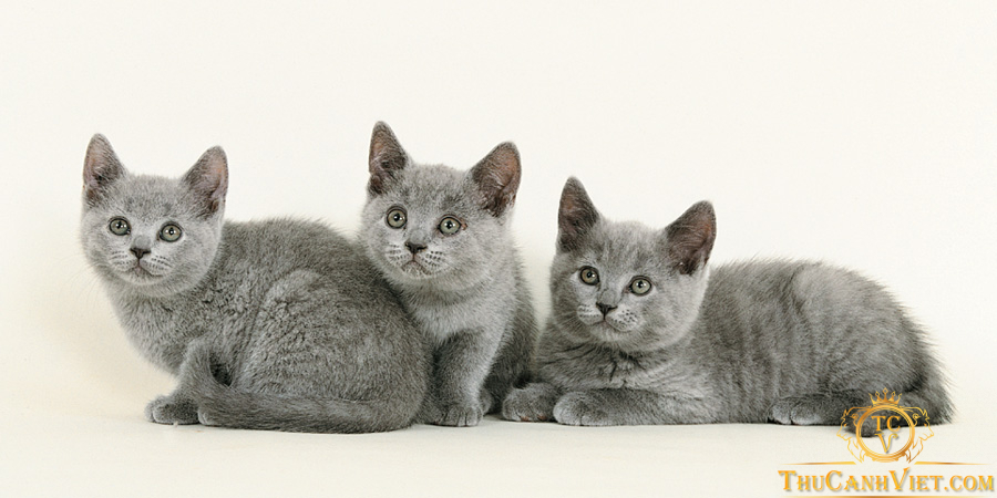 Tìm hiểu về giống mèo Chartreux - Vẻ đẹp và tính cách độc đáo
