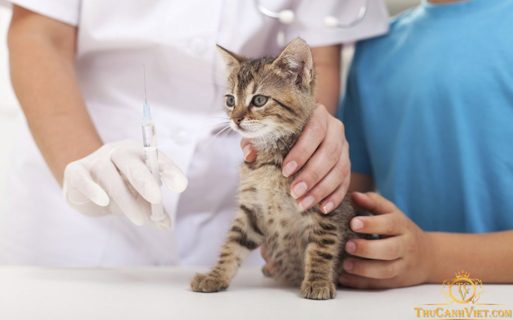 Chăm sóc mèo bị giảm bạch cầu cần lưu ý điều gì?