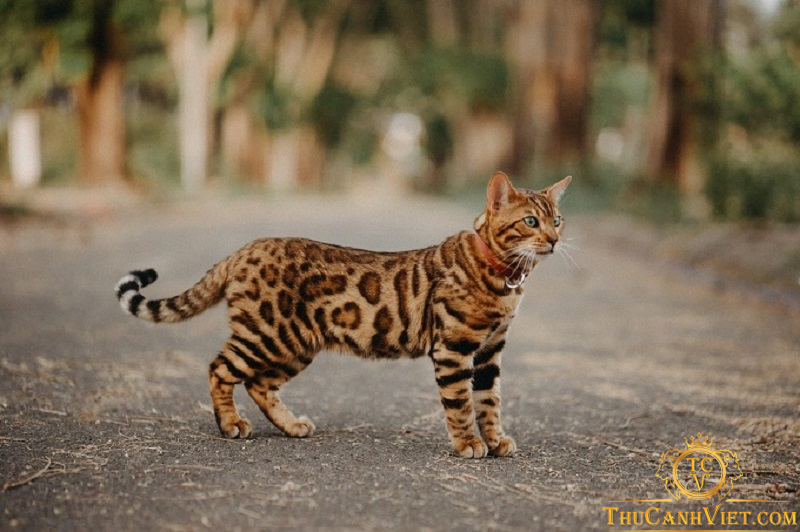 Những điều thú vị về giống mèo Bengal không phải ai cũng biết