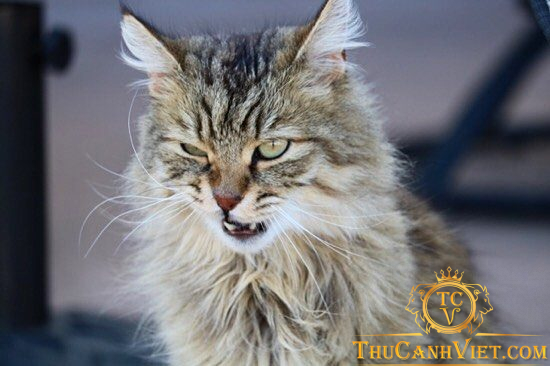 Mèo Laperm- Nguồn gốc, đặc điểm độc đáo từ ngoại hình đến tính cách 