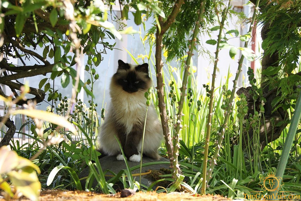 Mèo Miến Điện: Nguồn gốc và đặc điểm tính cách của chúng