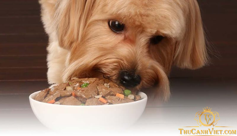 Mách bạn cách làm món pate cho chó thơm ngon giàu dinh dưỡng