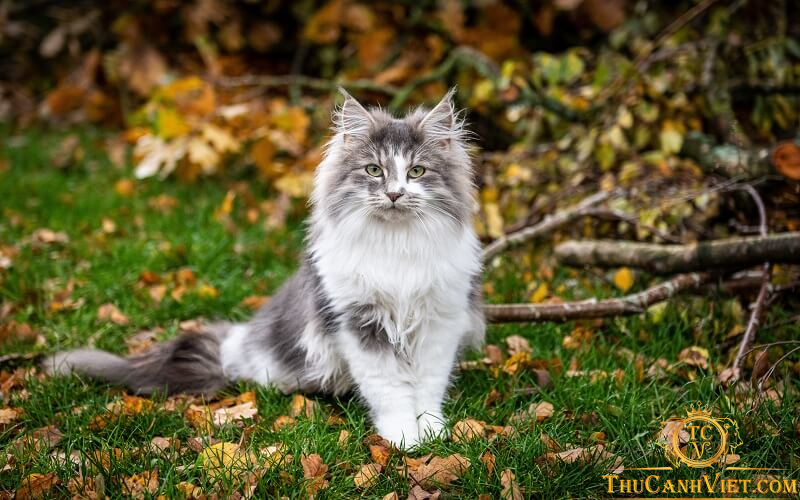 Cùng tìm hiểu về nguồn gốc và đặc điểm của giống mèo Siberian lông dài