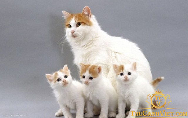 Nguồn gốc và đặc điểm tính cách của Mèo Turkish Van - Mèo Thổ Nhĩ Kỳ