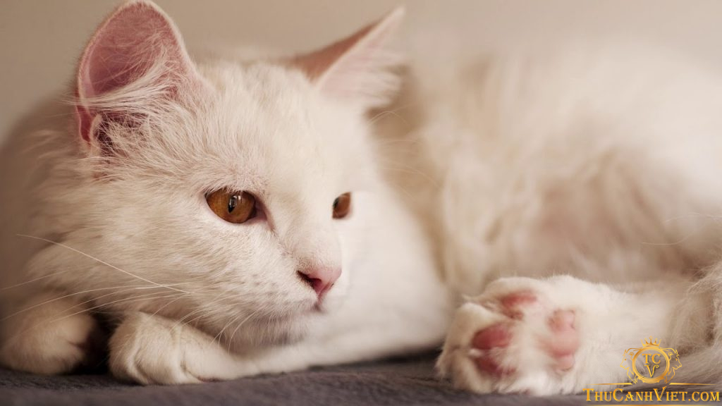 Nguồn gốc và đặc điểm tính cách của Mèo Turkish Van - Mèo Thổ Nhĩ Kỳ
