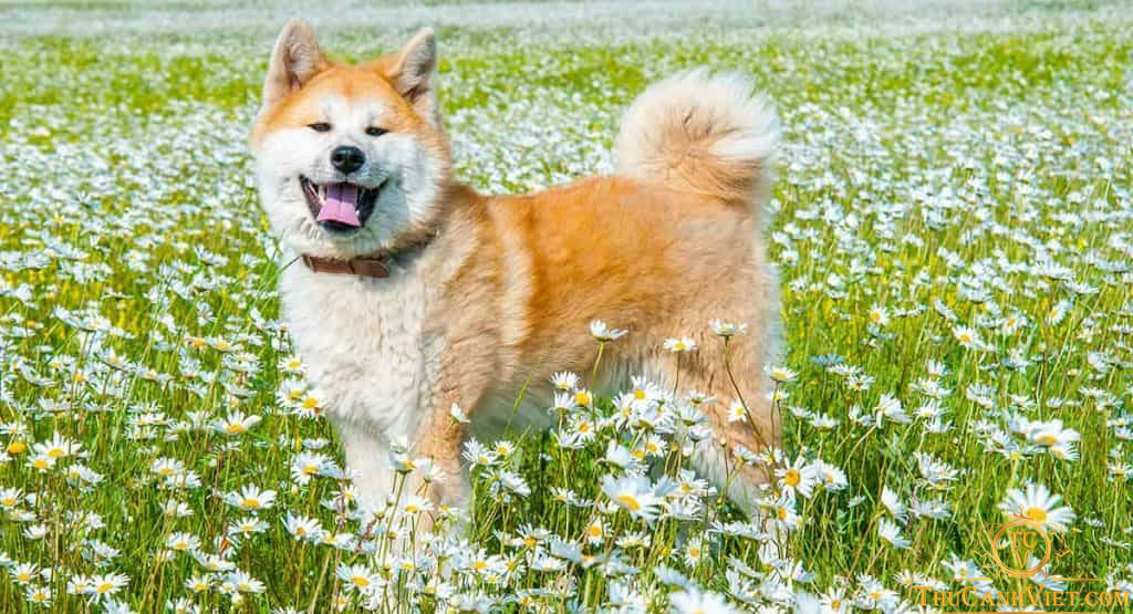 Cách lựa thức ăn cho chó Akita đảm bảo đủ dinh dưỡng và phù hợp