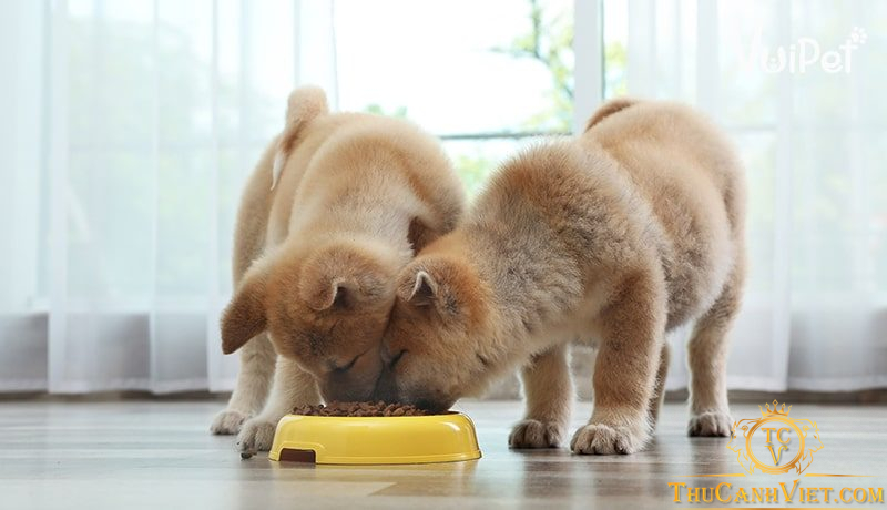 Cách lựa thức ăn cho chó Akita đảm bảo đủ dinh dưỡng và phù hợp