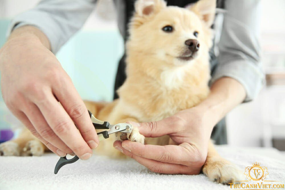 Mách bạn cách cắt móng cho chó an toàn tại nhà
