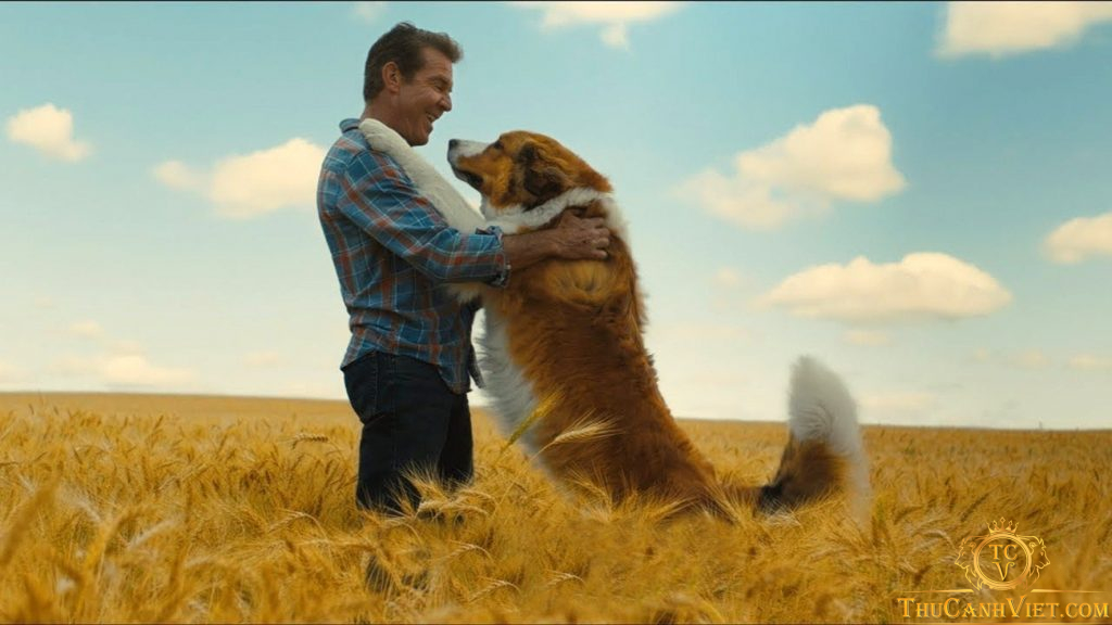 Top 6 bộ phim hay về chó mà bạn nhất định không nên bỏ lỡ (phần 2)