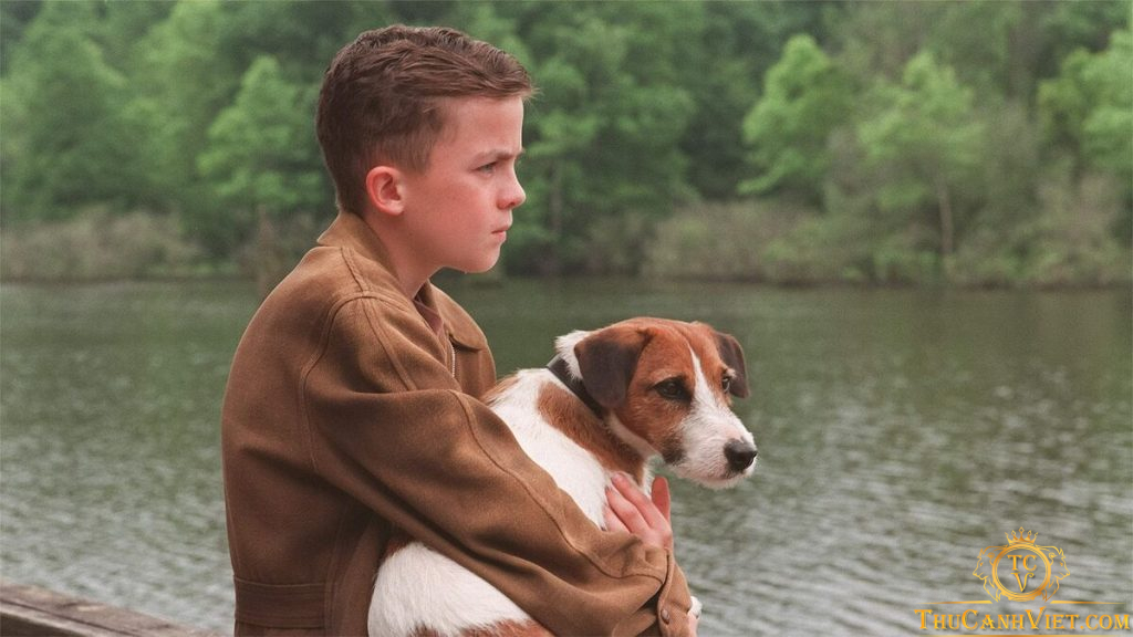 Top 6 bộ phim hay về chó mà bạn nhất định không nên bỏ lỡ (phần 2)
