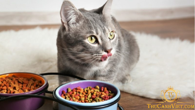Top 3 loại hạt dinh dưỡng cao và an toàn cho mèo