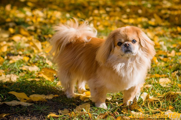 Giống chó Bắc Kinh lai Nhật: Tính cách, ngoại hình và cách chăm sóc