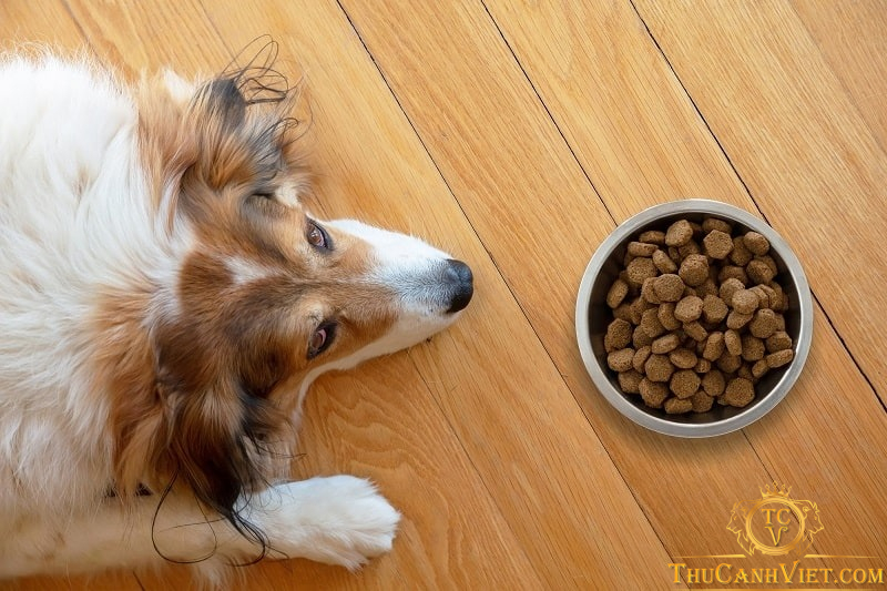 Nguyên nhân chó bỏ ăn và cách xử lý nhanh chóng nhất