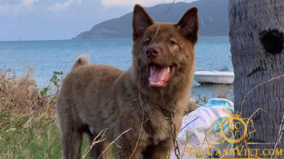 Chó H'mông Cộc Đuôi - Giống chó bản địa Việt Nam đáng yêu và trung thành