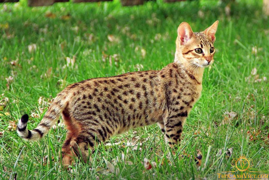 Khám phá vẻ đẹp và sự thông minh của giống mèo Savannah