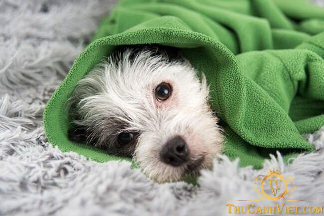 Chó bị cảm lạnh: Nhận biết và cách chữa trị kịp thời