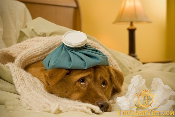 Chó bị cảm lạnh: Nhận biết và cách chữa trị kịp thời