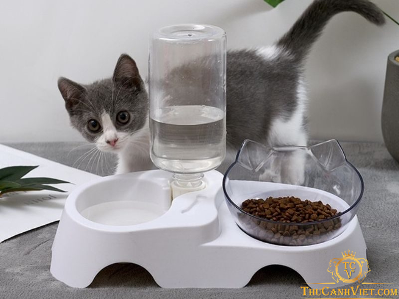 Chuẩn bị nuôi mèo: Đồ dùng cần thiết cho người mới