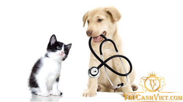 Cần lưu ý những gì khi đưa chó mèo đi khám thú y?