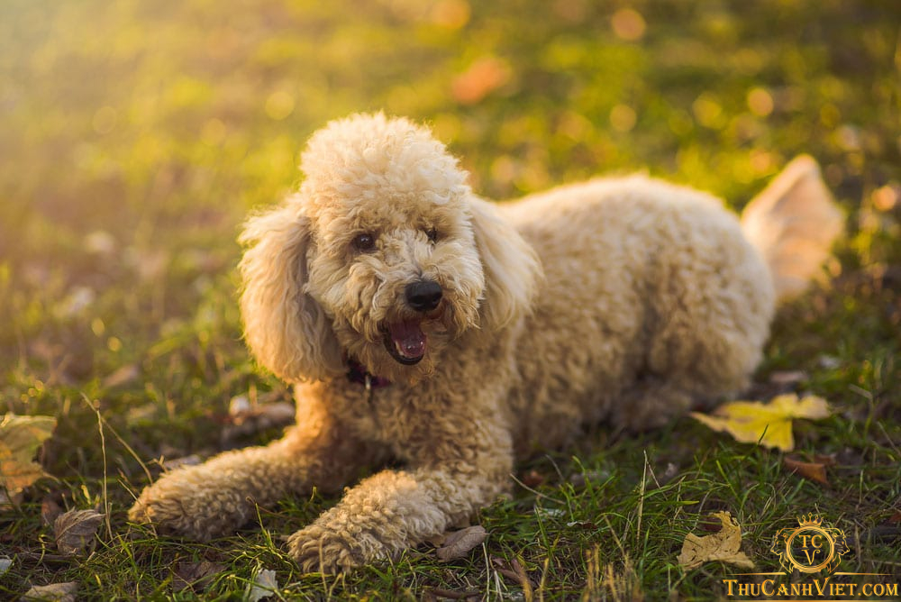 Dạy Poodle Đi Vệ Sinh Đúng Chỗ: Tạo Thói Quen Sạch Sẽ Cho Chó