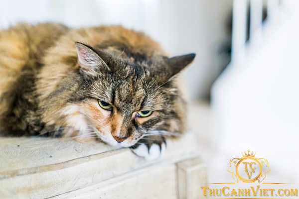 Bệnh Viêm Đường Hô Hấp ở Mèo: Nguyên Nhân và Cách Phòng Tránh