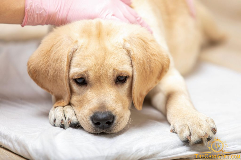Điểm qua 10 loại vaccine cần thiết cho chó bạn nên quan tâm