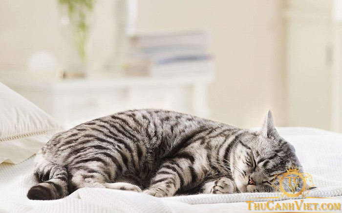 Mèo bị giảm bạch cầu: Tình trạng, nguyên nhân và cách phòng tránh