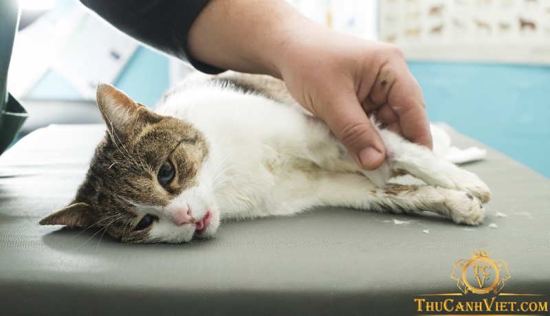 Bệnh thận ở Mèo - Nguyên nhân, triệu chứng và cách chữa trị