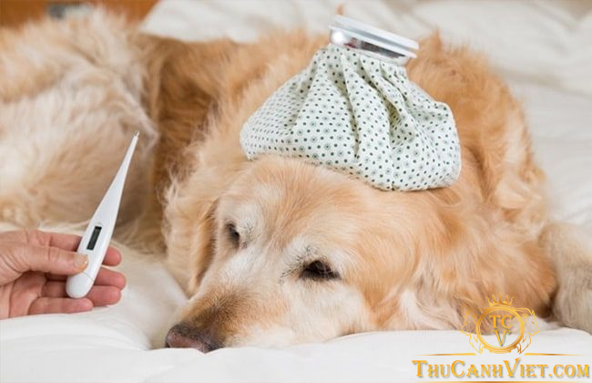 Những dấu hiệu thường thấy khi chó bị ốm và cách điều trị
