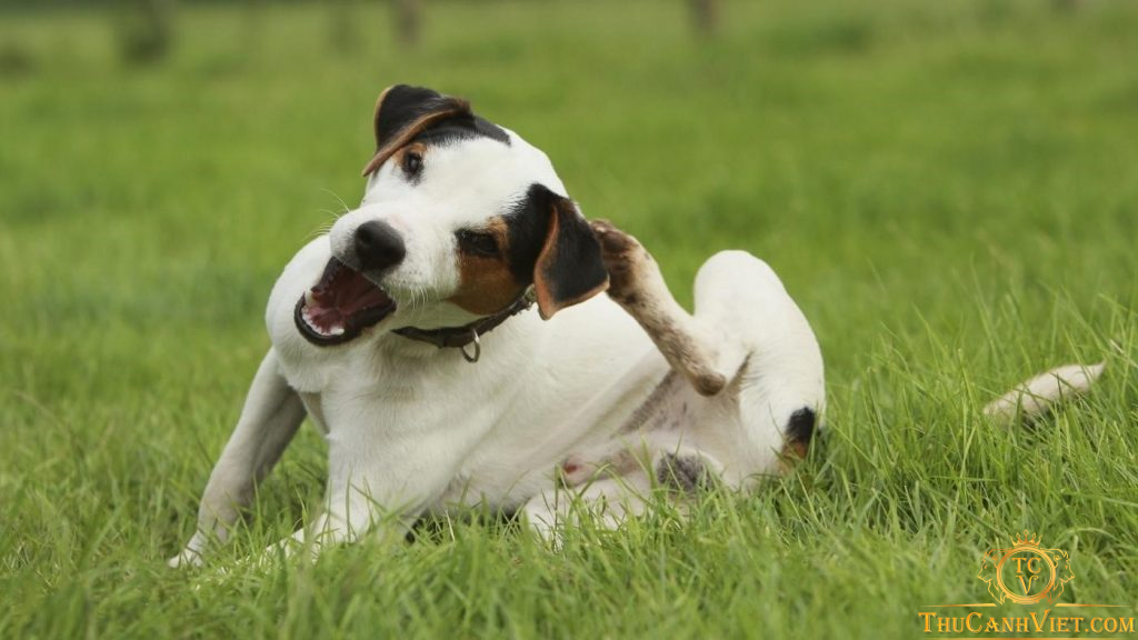 Chó bị viêm tai - Triệu chứng, nguyên nhân và cách chăm sóc