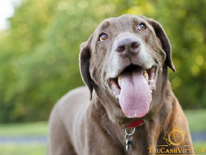 Chó bị hôi miệng: Nguyên nhân và cách khắc phục