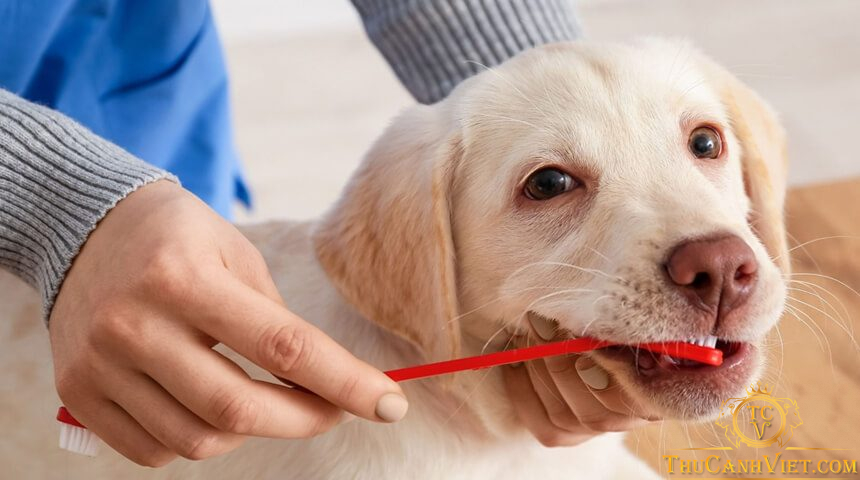 Chó bị hôi miệng: Nguyên nhân và cách khắc phục