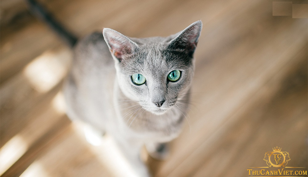 Giống mèo Nga - Nguồn gốc, ngoại hình, tính cách và cách nuôi dưỡng