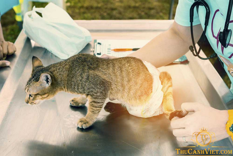 Viêm đường tiết niệu ở mèo: Nguyên nhân, triệu chứng và cách chữa trị