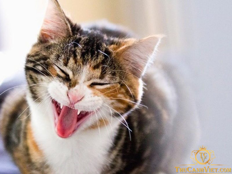 Viêm loét miệng ở mèo - Cẩn thận với những căn bệnh nguy hiểm