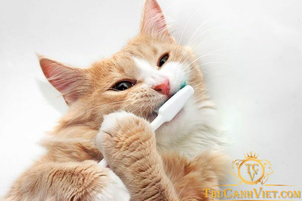 Viêm loét miệng ở mèo - Cẩn thận với những căn bệnh nguy hiểm