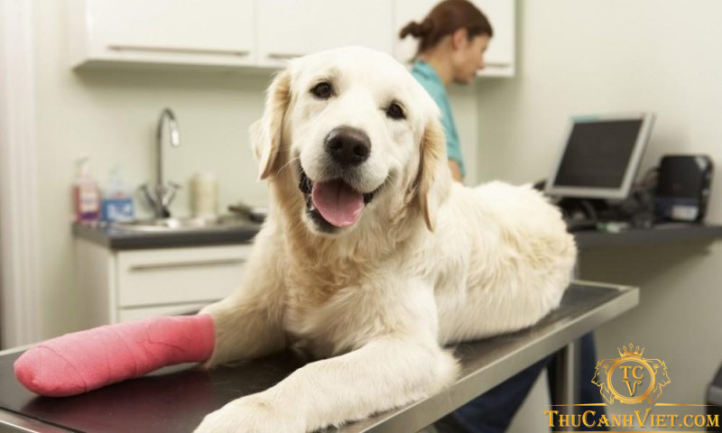 Bệnh viêm xương khớp ở chó - Nguyên nhân, triệu chứng và cách chữa trị