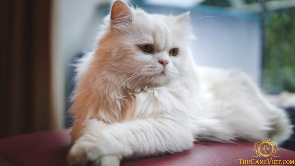 Tìm hiểu về giống mèo Ba Tư và những loại bệnh thường gặp trên chúng