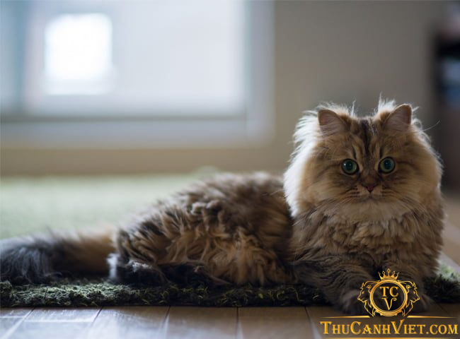 Tìm hiểu về giống mèo Ba Tư và những loại bệnh thường gặp trên chúng