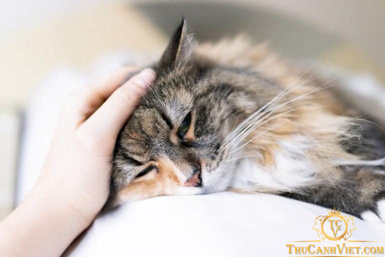 Những loại ký sinh phổ biến trên mèo và cách chữa trị