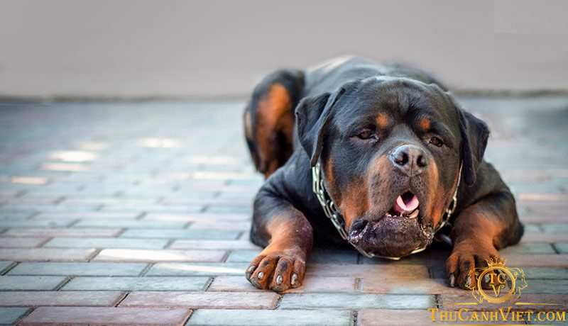 Chó thường xuyên nôn mửa - Đó có thể là triệu chứng của bệnh nguy hiểm