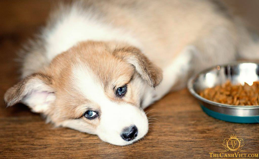 Tìm hiểu về bệnh viêm tụy ở chó và cách phòng tránh